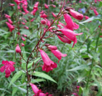 PENSTEMON GARNET