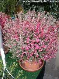 LEPTOSPERMUM - FLOR DE CERA 4L en internet