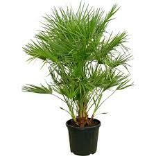 CHAMAEROPS HUMILIS 10L