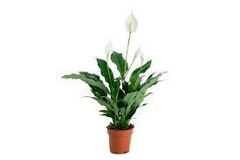 SPATHIPHYLLUM M8