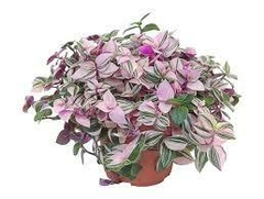 TRADESCANTIA ROSADA