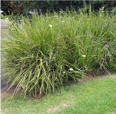 DIETES BICOLOR en internet