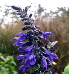 SALVIA AZUL GUARANITICA - comprar online