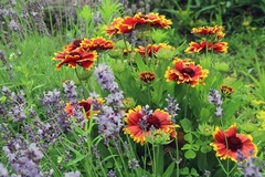 GAILLARDIA