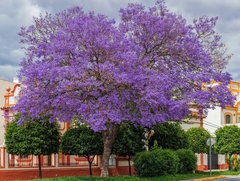 JACARANDA