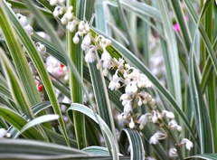 LIRIOPE MUSCARDI BLANCO