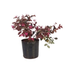 LOROPETALUM RUBRA - comprar online