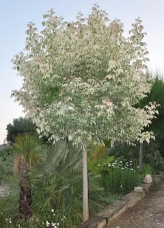 ACER NEGUNDO VARIEGADO