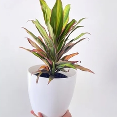 DRACENA KIWI 3L