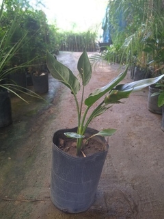 STRELITZIA NARANJA (flor del pajaro)