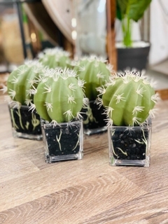 cactus bocha maceta de vidrio