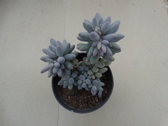 PACHYPHYTUM BABY FINGERS - COLONIA (POTE9)