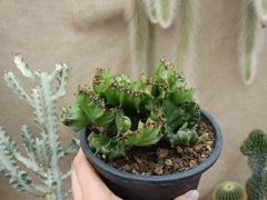 Euphorbia Láctea Cristata (pote 15)