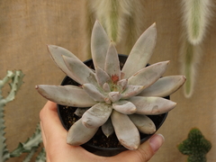 Echeveria Tolimanensis (pote11)