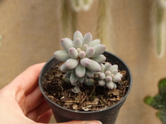 PACHYPHYTUM BABY FINGERS (POTE9)