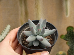 Pachyphytum mexicano (pote9)