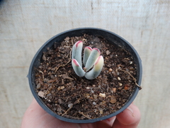 cotyledon orbiculata flanaganii variegata (pote9)