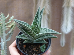 Aloe variegata (pote11)
