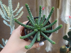 Euphorbia Inermis (pote9)