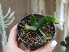 Euphorbia Stellata (pote9)