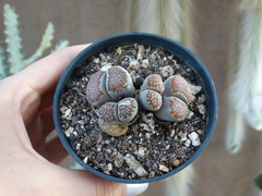 LITHOPS ADULTO - COLONIA (pote9)