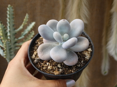 Pachyphytum Oviferum (pote11)