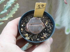 Lithops 17 (pote7)