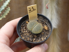 Lithops 21 (pote7)