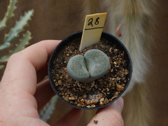 Lithops 28 (pote7)