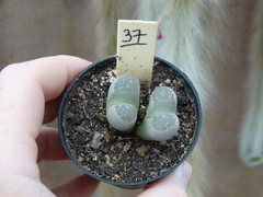 Lithops 37 (pote7)