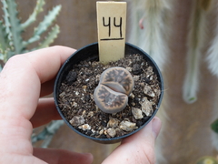 Lithops 44 (pote7)