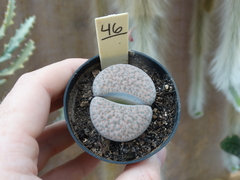 Lithops 46 (pote7)