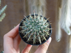 notocactus buiningii 75 (pote7)