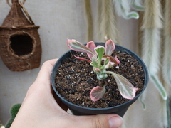 Euphorbia monadenium stapelioides variegata (pote11)