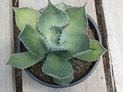 agave (pote15)