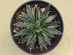 Agave (pote11)