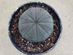 Euphorbia Obesa (pote9)