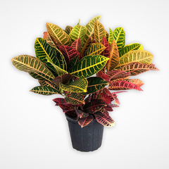 Croton