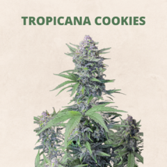 Auto Tropicana Cookies