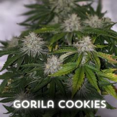 Auto Gorila Cookies