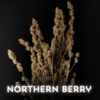 Auto Northern Berry