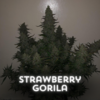 Auto Strawberry Gorilla