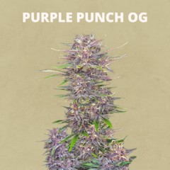 Auto Purple Punch Og XL