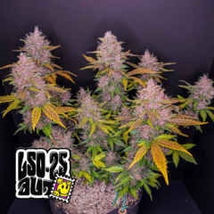 Auto LSD 25