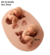 Molde de Silicone - Kit 02 Bebês Útero Recém nascido - 4cm cada - Biscuit