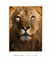 Quadro Decorativo Leão Castanho em Foco - comprar online
