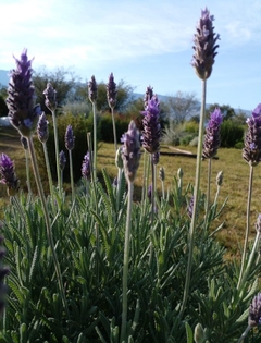 12 Ramitos de flores secas "Lavanda & espigas" - tienda online