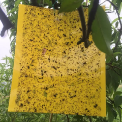 Pack X2 Placa Adhesiva Cromática Atrapa Insectos Repelente en internet