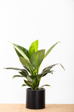 SPATHIPHYLLUM SENSACION+ CIRCULAR 30 - comprar online