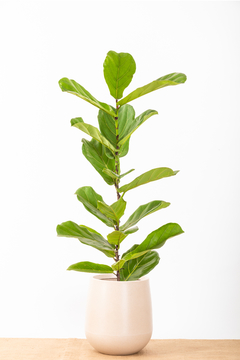 FICUS PANDURATA + GOTA SMALL - Leontina Almacén de Plantas